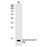 Western blot - Histone H4 (Acetyl-Lys8) Polyclonal Antibody from Signalway Antibody (HW108) - Antibodies.com