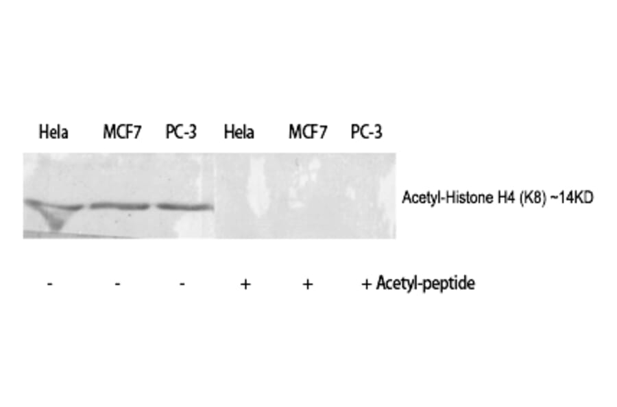 Western blot - Histone H4 (Acetyl-Lys8) Polyclonal Antibody from Signalway Antibody (HW108) - Antibodies.com