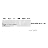Western blot - Histone H4 (Acetyl-Lys8) Polyclonal Antibody from Signalway Antibody (HW108) - Antibodies.com