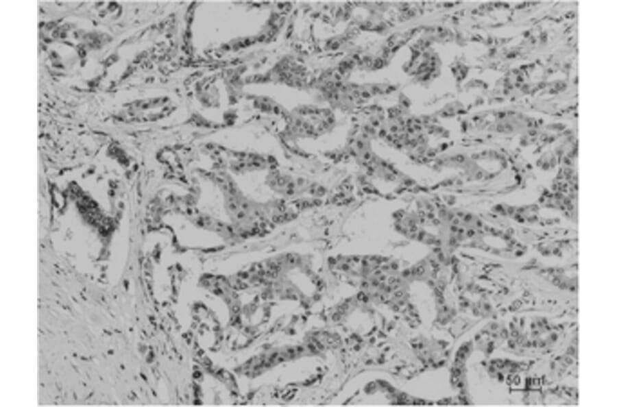 Immunohistochemistry - Acetyl Lysine Monoclonal Antibody from Signalway Antibody (HW098) - Antibodies.com