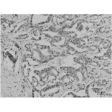 Immunohistochemistry - Acetyl Lysine Monoclonal Antibody from Signalway Antibody (HW098) - Antibodies.com