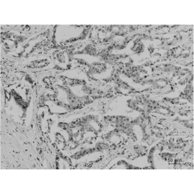 Immunohistochemistry - Acetyl Lysine Monoclonal Antibody from Signalway Antibody (HW098) - Antibodies.com