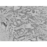 Immunohistochemistry - Acetyl Lysine Monoclonal Antibody from Signalway Antibody (HW098) - Antibodies.com