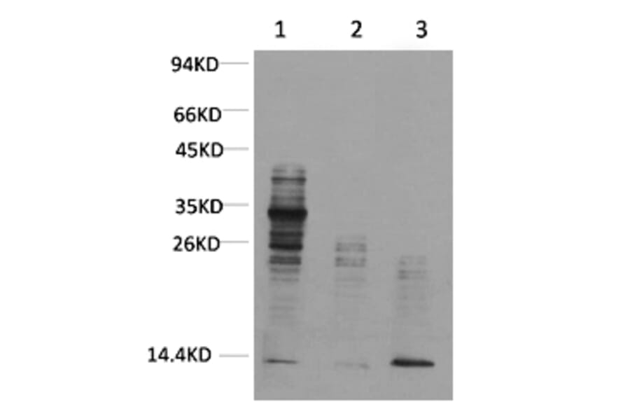 Western blot - Acetyl Lysine Monoclonal Antibody from Signalway Antibody (HW098) - Antibodies.com