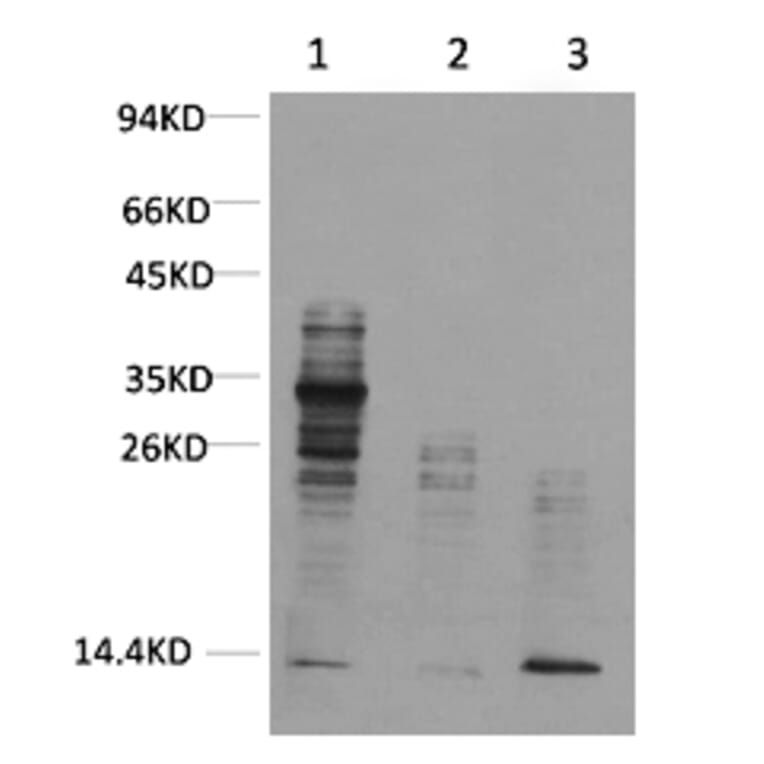 Western blot - Acetyl Lysine Monoclonal Antibody from Signalway Antibody (HW098) - Antibodies.com