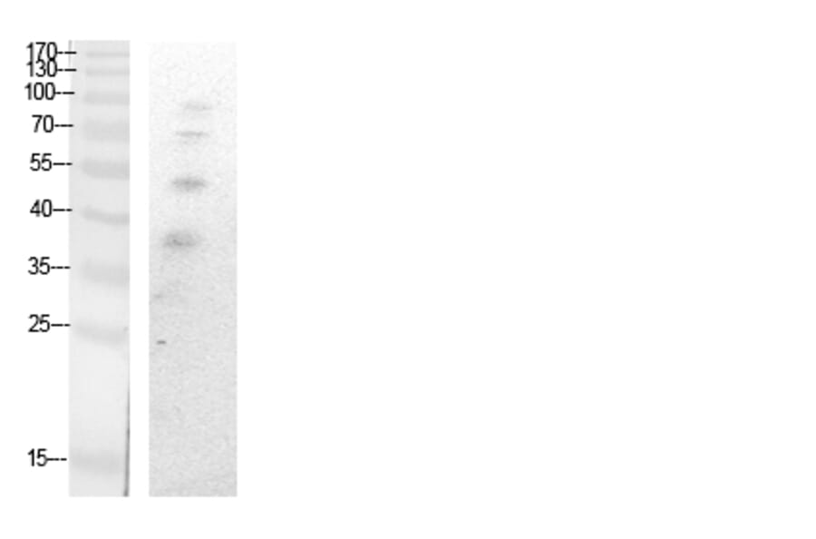 Western blot - Ub (Acetyl-Lys27) Polyclonal Antibody from Signalway Antibody (HW134) - Antibodies.com