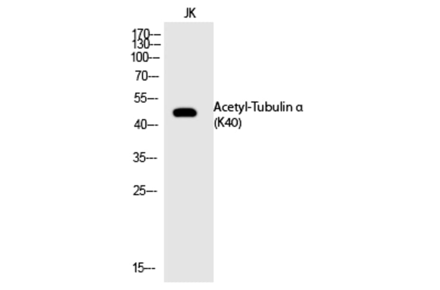 Western blot - Tubulin α (Acetyl-Lys40) Polyclonal Antibody from Signalway Antibody (HW125) - Antibodies.com