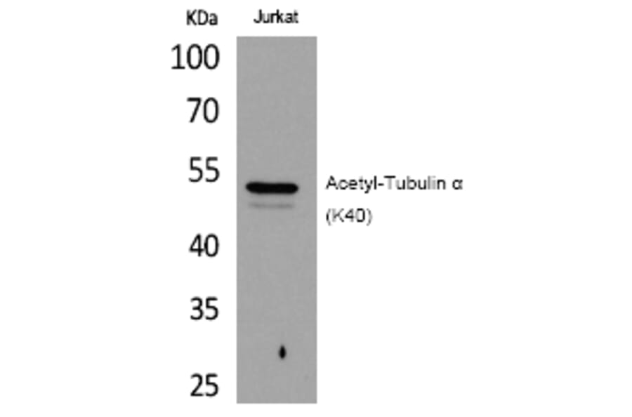 Western blot - Tubulin α (Acetyl-Lys40) Polyclonal Antibody from Signalway Antibody (HW125) - Antibodies.com