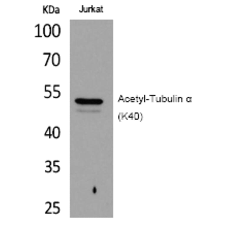 Western blot - Tubulin α (Acetyl-Lys40) Polyclonal Antibody from Signalway Antibody (HW125) - Antibodies.com
