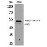 Western blot - Tubulin α (Acetyl-Lys40) Polyclonal Antibody from Signalway Antibody (HW125) - Antibodies.com