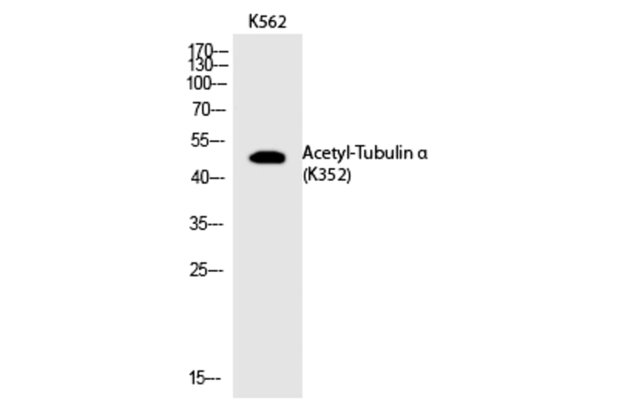 Western blot - Tubulin α (Acetyl-Lys352) Polyclonal Antibody from Signalway Antibody (HW126) - Antibodies.com