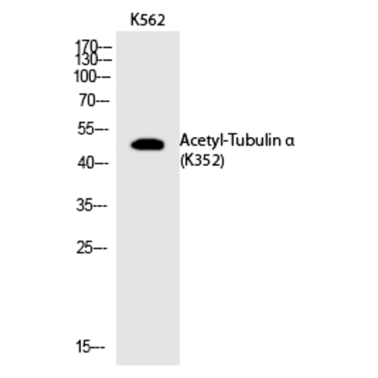 Western blot - Tubulin α (Acetyl-Lys352) Polyclonal Antibody from Signalway Antibody (HW126) - Antibodies.com