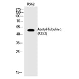 Western blot - Tubulin α (Acetyl-Lys352) Polyclonal Antibody from Signalway Antibody (HW126) - Antibodies.com