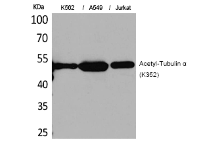Western blot - Tubulin α (Acetyl-Lys352) Polyclonal Antibody from Signalway Antibody (HW126) - Antibodies.com