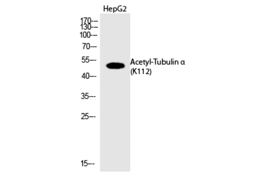 Western blot - Tubulin α (Acetyl-Lys112) Polyclonal Antibody from Signalway Antibody (HW131) - Antibodies.com