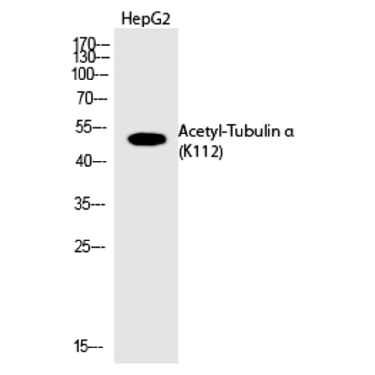 Western blot - Tubulin α (Acetyl-Lys112) Polyclonal Antibody from Signalway Antibody (HW131) - Antibodies.com