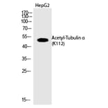 Western blot - Tubulin α (Acetyl-Lys112) Polyclonal Antibody from Signalway Antibody (HW131) - Antibodies.com
