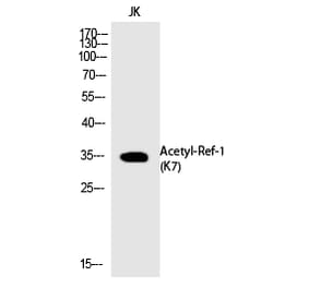 Western blot - Ref-1 (Acetyl-Lys7) Polyclonal Antibody from Signalway Antibody (HW113) - Antibodies.com