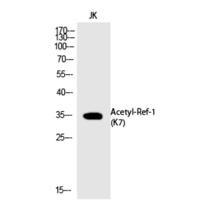 Western blot - Ref-1 (Acetyl-Lys7) Polyclonal Antibody from Signalway Antibody (HW113) - Antibodies.com