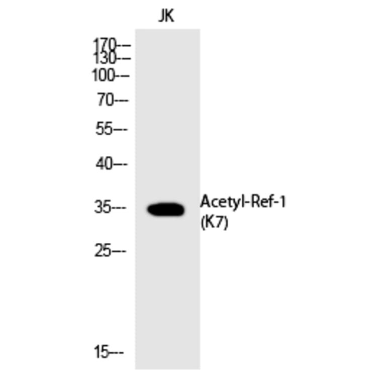 Western blot - Ref-1 (Acetyl-Lys7) Polyclonal Antibody from Signalway Antibody (HW113) - Antibodies.com