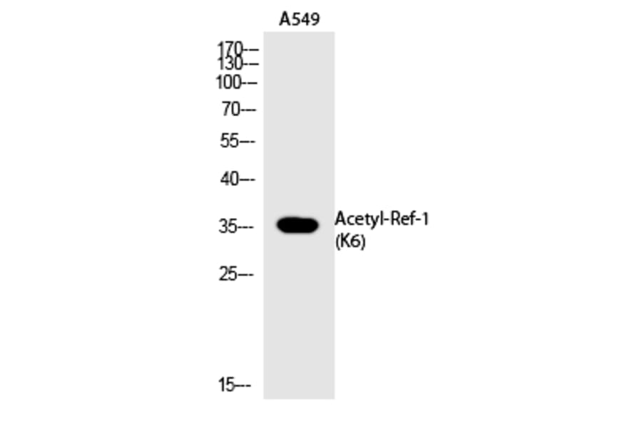 Western blot - Ref-1 (Acetyl-Lys6) Polyclonal Antibody from Signalway Antibody (HW112) - Antibodies.com
