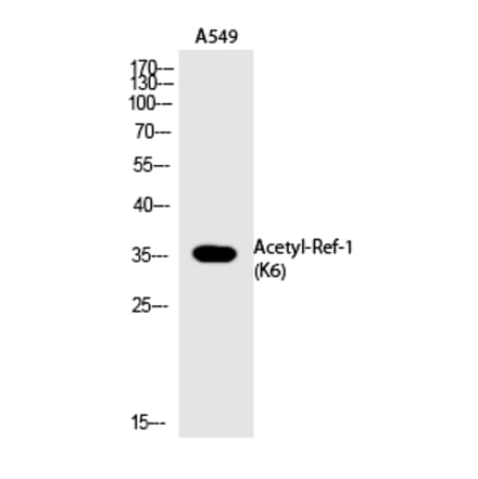Western blot - Ref-1 (Acetyl-Lys6) Polyclonal Antibody from Signalway Antibody (HW112) - Antibodies.com