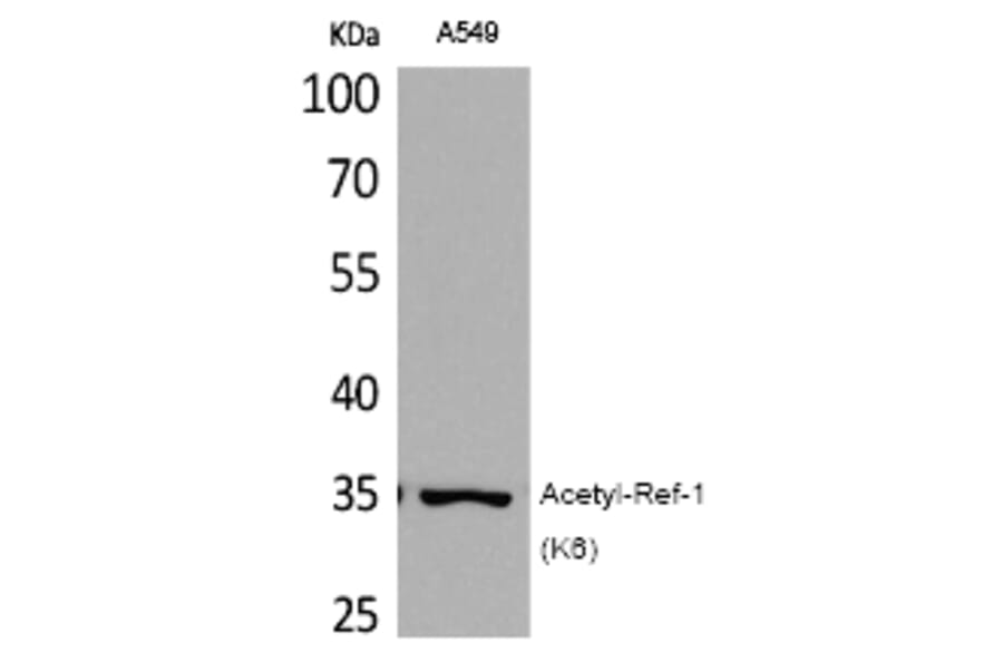 Western blot - Ref-1 (Acetyl-Lys6) Polyclonal Antibody from Signalway Antibody (HW112) - Antibodies.com