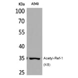 Western blot - Ref-1 (Acetyl-Lys6) Polyclonal Antibody from Signalway Antibody (HW112) - Antibodies.com