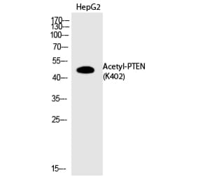 Western blot - PTEN (Acetyl-Lys402) Polyclonal Antibody from Signalway Antibody (HW139) - Antibodies.com
