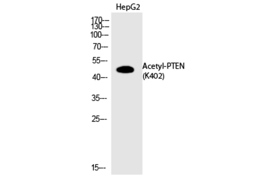 Western blot - PTEN (Acetyl-Lys402) Polyclonal Antibody from Signalway Antibody (HW139) - Antibodies.com