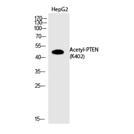 Western blot - PTEN (Acetyl-Lys402) Polyclonal Antibody from Signalway Antibody (HW139) - Antibodies.com