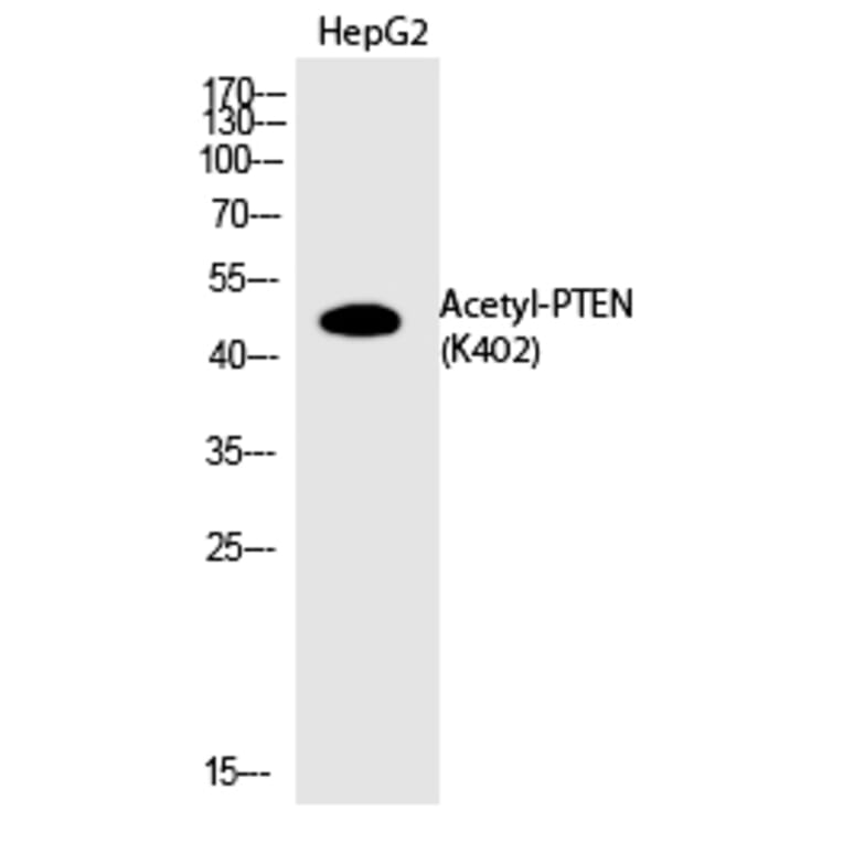 Western blot - PTEN (Acetyl-Lys402) Polyclonal Antibody from Signalway Antibody (HW139) - Antibodies.com
