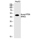 Western blot - PTEN (Acetyl-Lys402) Polyclonal Antibody from Signalway Antibody (HW139) - Antibodies.com