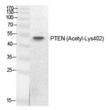 Western blot - PTEN (Acetyl-Lys402) Polyclonal Antibody from Signalway Antibody (HW139) - Antibodies.com
