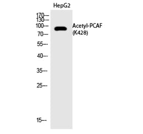Western blot - PCAF (Acetyl-Lys428) Polyclonal Antibody from Signalway Antibody (HW138) - Antibodies.com