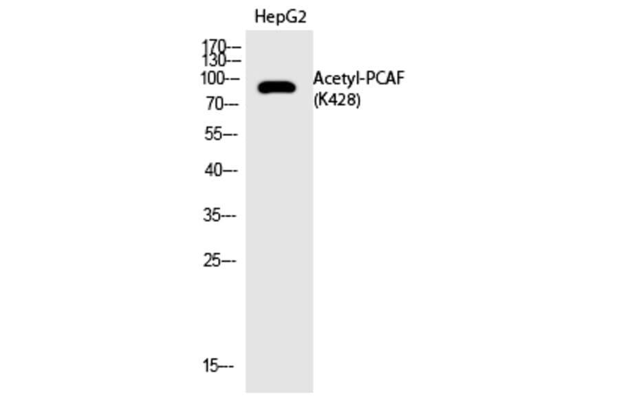 Western blot - PCAF (Acetyl-Lys428) Polyclonal Antibody from Signalway Antibody (HW138) - Antibodies.com