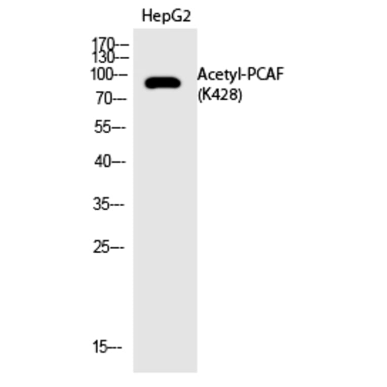 Western blot - PCAF (Acetyl-Lys428) Polyclonal Antibody from Signalway Antibody (HW138) - Antibodies.com