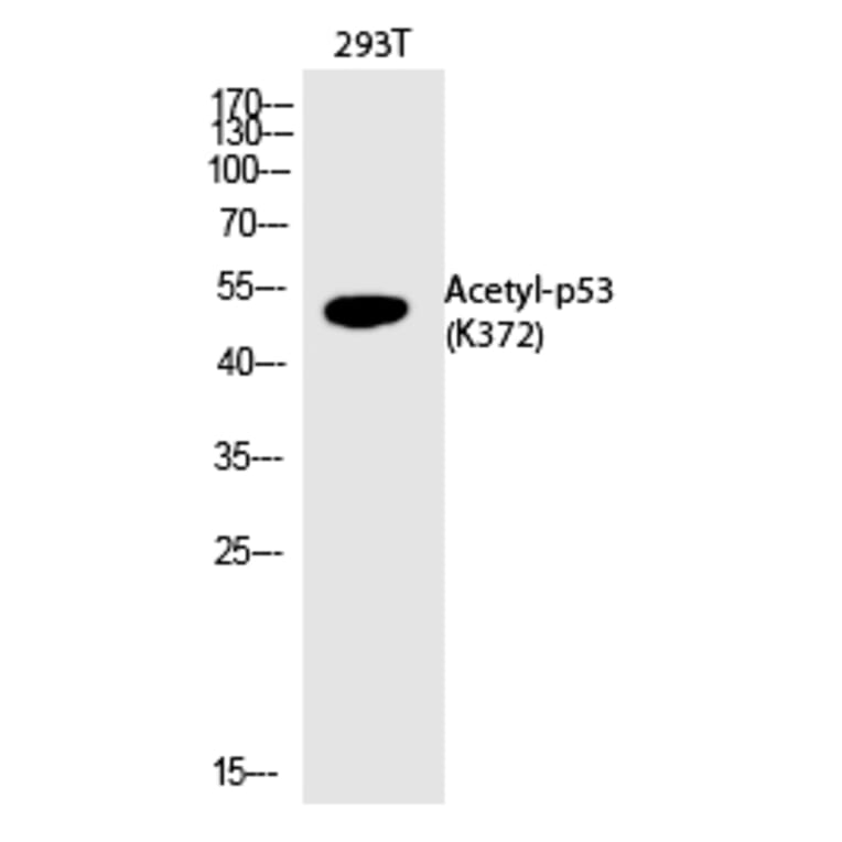 Western blot - p53 (Acetyl-Lys372) Polyclonal Antibody from Signalway Antibody (HW124) - Antibodies.com