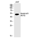 Western blot - p53 (Acetyl-Lys372) Polyclonal Antibody from Signalway Antibody (HW124) - Antibodies.com
