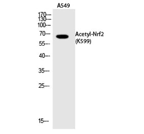 Western blot - Nrf2 (Acetyl-Lys599) Polyclonal Antibody from Signalway Antibody (HW147) - Antibodies.com