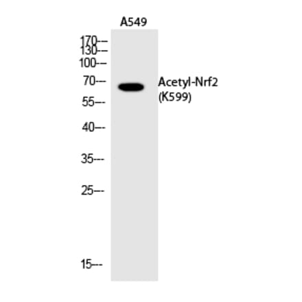 Western blot - Nrf2 (Acetyl-Lys599) Polyclonal Antibody from Signalway Antibody (HW147) - Antibodies.com