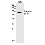 Western blot - Nrf2 (Acetyl-Lys599) Polyclonal Antibody from Signalway Antibody (HW147) - Antibodies.com