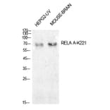 Western blot - NFκB-p65 (Acetyl-Lys221) Polyclonal Antibody from Signalway Antibody (HW149) - Antibodies.com