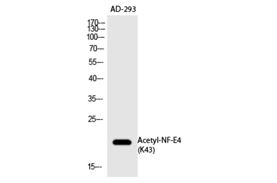 Western blot - NF-E4 (Acetyl-Lys43) Polyclonal Antibody from Signalway Antibody (HW135) - Antibodies.com