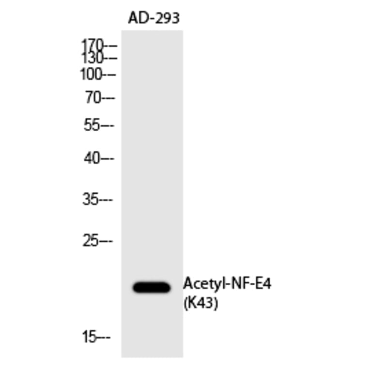 Western blot - NF-E4 (Acetyl-Lys43) Polyclonal Antibody from Signalway Antibody (HW135) - Antibodies.com
