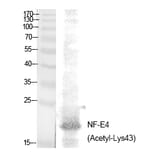 Western blot - NF-E4 (Acetyl-Lys43) Polyclonal Antibody from Signalway Antibody (HW135) - Antibodies.com