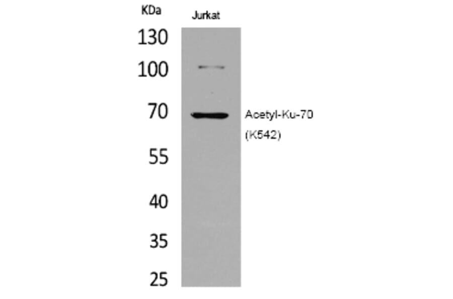 Western blot - Ku-70 (Acetyl-Lys542) Polyclonal Antibody from Signalway Antibody (HW121) - Antibodies.com