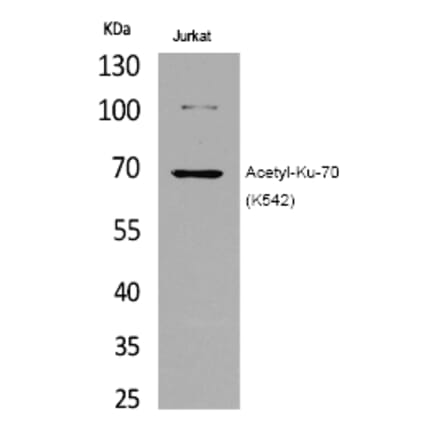 Western blot - Ku-70 (Acetyl-Lys542) Polyclonal Antibody from Signalway Antibody (HW121) - Antibodies.com