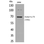 Western blot - Ku-70 (Acetyl-Lys542) Polyclonal Antibody from Signalway Antibody (HW121) - Antibodies.com