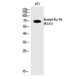 Western blot - Ku-70 (Acetyl-Lys331) Polyclonal Antibody from Signalway Antibody (HW129) - Antibodies.com